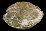 Fossil Tortoise (Testudo) - South Dakota #129249-4